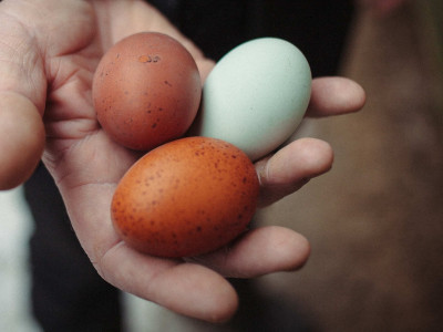 Сколько яиц можно есть: доза вас удивит