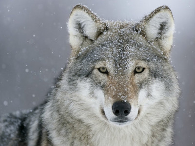 Зачем древние люди хоронили волков вместе с человеком