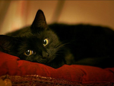 Какое поведение черной кошки сулит прибыль и счастье?