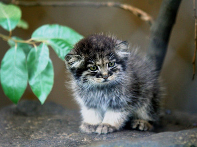 Старушка и представить не могла, какого кота она подобрала