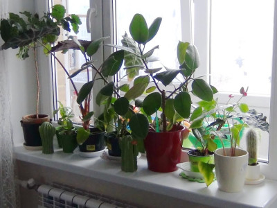 Этот цветок нужно немедленно убрать из дома: притянет все беды