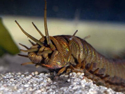 Самые жуткие существа, которые были найдены на Земле: но кто они?