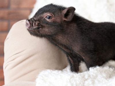 Что стало с поросенком, который вырос среди собак