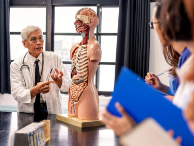 Учёные заявили об открытии нового органа в теле человека