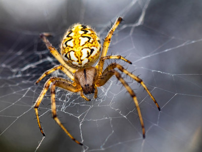Почему в доме нельзя убивать пауков: страшные последствия