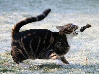 Почему кошки приносят домой свою добычу