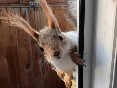 Женщина подобрала белку: зверек изменил ее жизнь