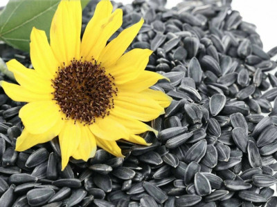 Семечки подсолнуха: кому есть можно, а кому нельзя
