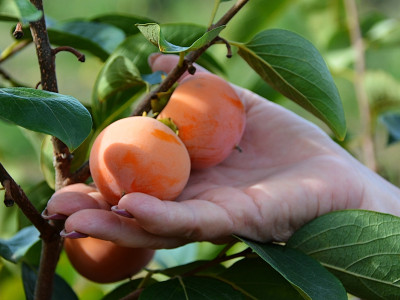 Эксперт рассказал, как правильно есть хурму