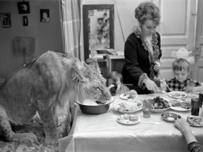 Эта семья держала льва в квартире: закончилось все трагически