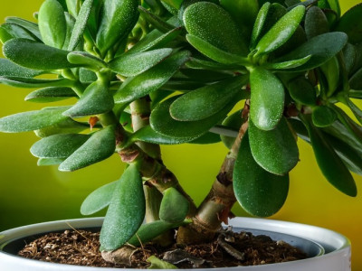 Гибискус и другие цветы, которые нельзя держать дома