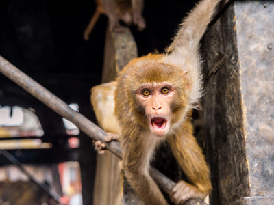 Врач назвал первые симптомы оспы обезьян