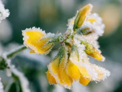 Майские заморозки застанут врасплох: погода готовит «удар»