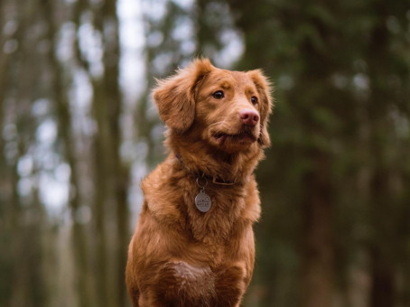 Бездомного пса забрали домой: отблагодарил жизнью