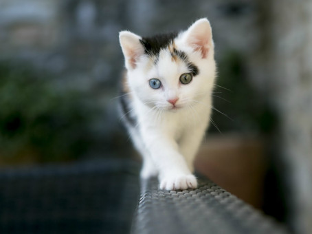 Котенок пришел к одинокому мужчине и исполнил его мечту