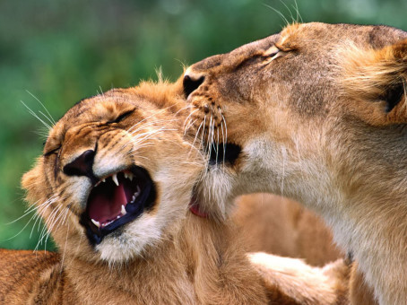 Женщина вырастила двух львят и они отблагодарили