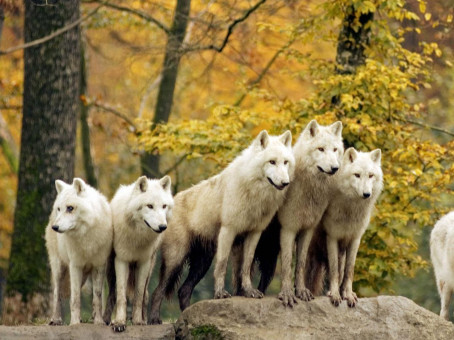 История о том, как стая волков помогала женщине в родах