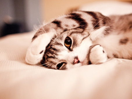 Девушка нашла бездомного котенка, а он оказался уникальным