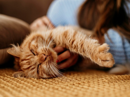 Ученые: кошки превращают своих хозяев в зомби