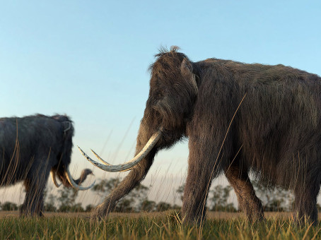 Названа новая причина вымирания мамонтов