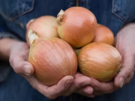 Невероятные свойства обычного лука