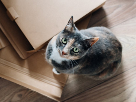 Почему кошку в дом пускали первой