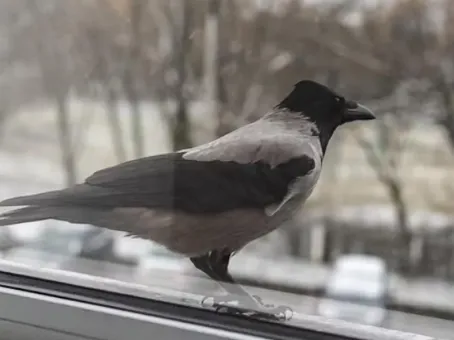 Ворона попросилась войти: люди открыли ей окно