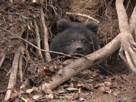 Супруги откопали медведя из берлоги и произошло странное