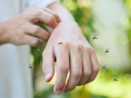 Ученые выяснили, кого чаще кусают комары