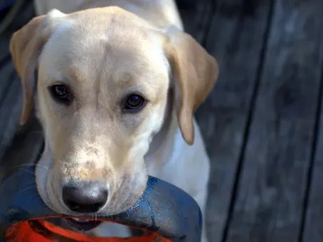 5 вещей, за которые собаки на нас тайно обижаются