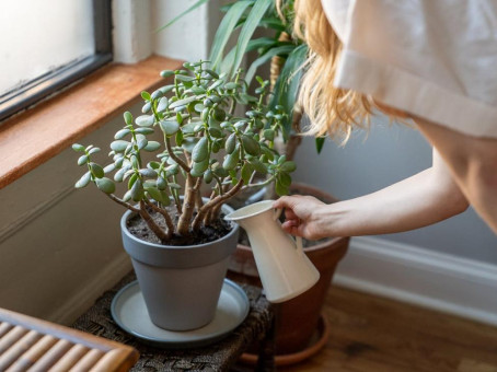 Тайна денежного дерева: вот почему должно быть в каждом доме