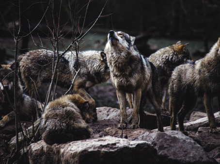 Стая волков помогала рожающей женщине