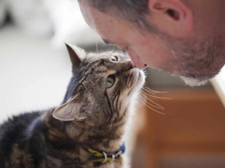 Почему нельзя отгонять кошек, когда они трутся о вас