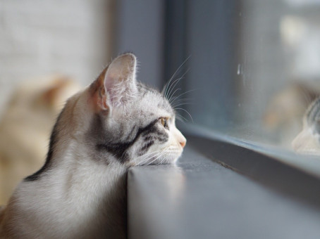 Ученые объяснили, почему кошки не скучают по хозяевам