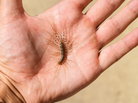 Ни в коем случае нельзя убивать домашних сороконожек