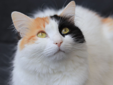 Почему в доме должен жить кот: ответ поразит