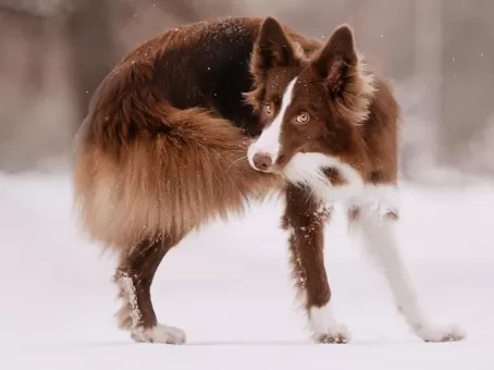 Учёные выяснили причину преследования собаками собственного хвоста