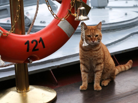 Котик-военный, от которого умиляются даже войска НАТО