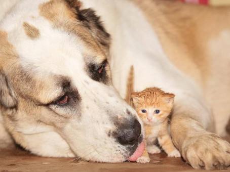 Кошка привела своих котят знакомиться с собакой: поражены все