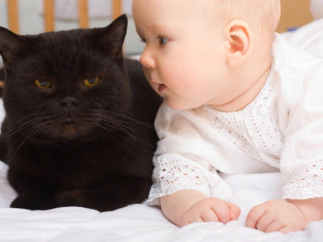 История самой удивительной дружбы младенца и бездомной кошки