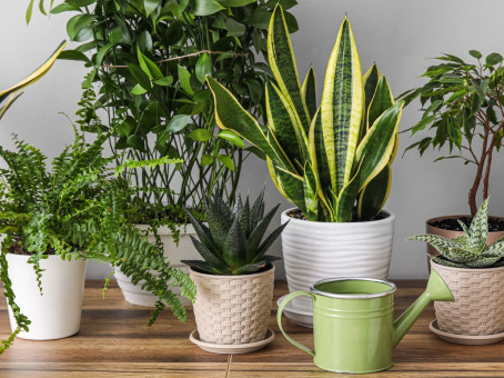 Тихий убийца в горшке: этот цветок не стоит держать дома