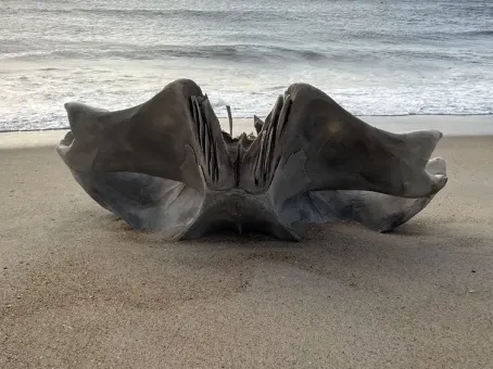 В Китае вынесло на берег настоящего гуманоида: оно живое