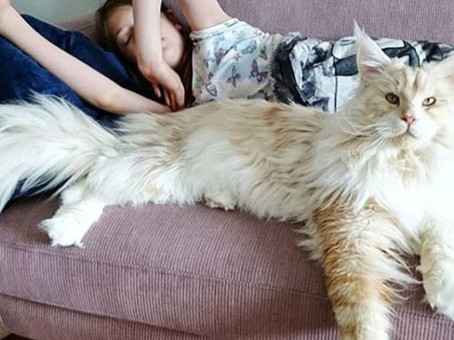 Огромный кот вырос до размеров ребенка