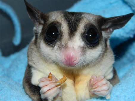 Парень сжалился и забрал странное существо домой и не зря