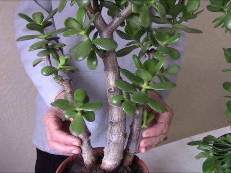 Правда о денежном дереве вас удивит: это и представить сложно