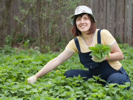 Крапива: какие болезни она может вылечить