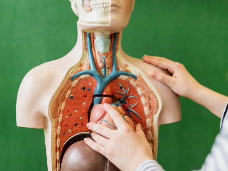 7 бесполезных органов в теле человека