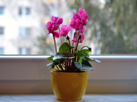 Этим цветам не место в квартире: они разрушат жизнь