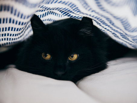 Признаки домового в квартире: за что он может разгневаться