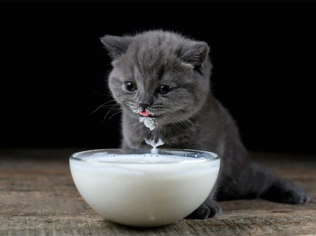 Почему взрослым котам нельзя пить молоко?